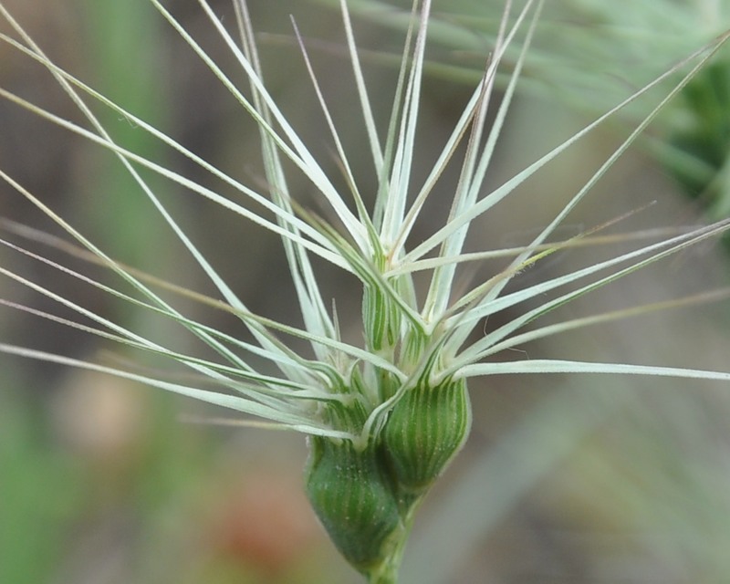 Изображение особи Aegilops geniculata.