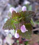 Lamium purpureum. Верхушка цветущего растения. Ставропольский край, г. Кисловодск, Курортный парк верхний. 03.04.2013.