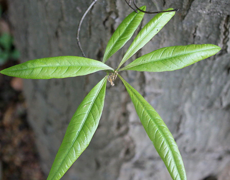 Image of Quercus phellos specimen.