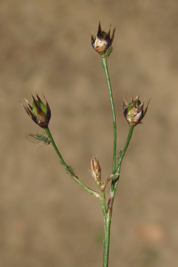 Image of Luzula forsteri specimen.