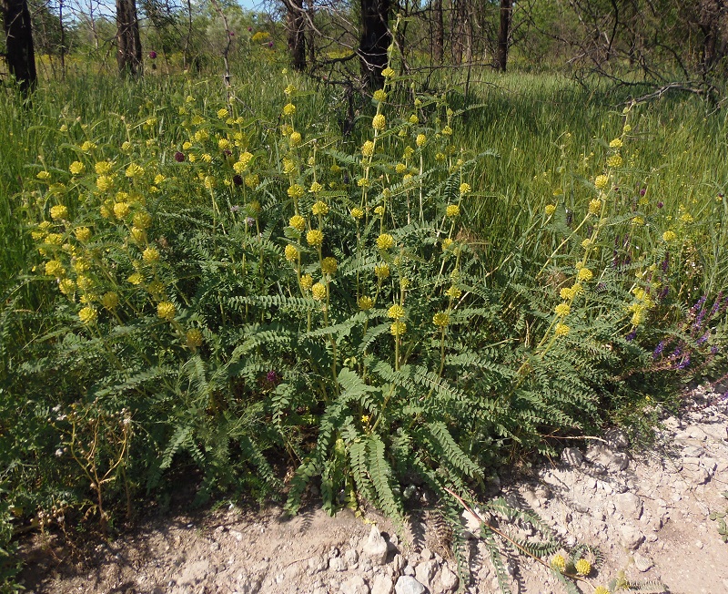 Изображение особи Astragalus ponticus.