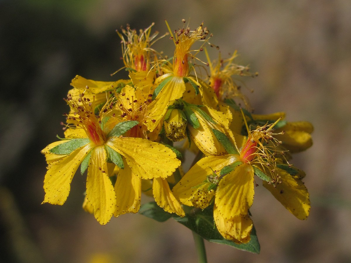 Изображение особи Hypericum bithynicum.