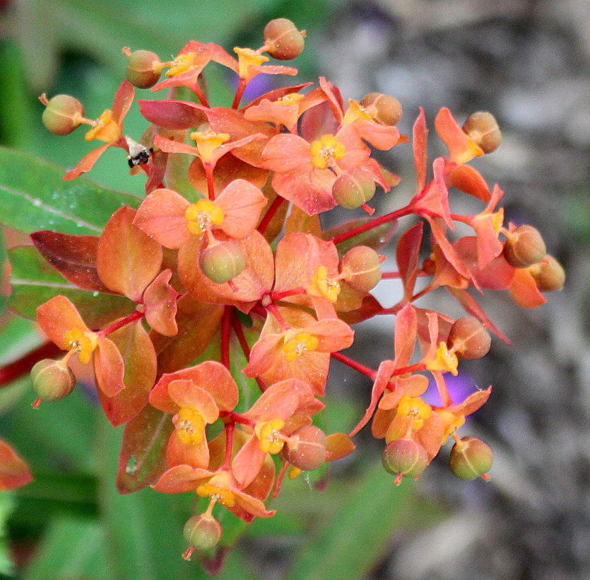 Image of Euphorbia griffithii specimen.