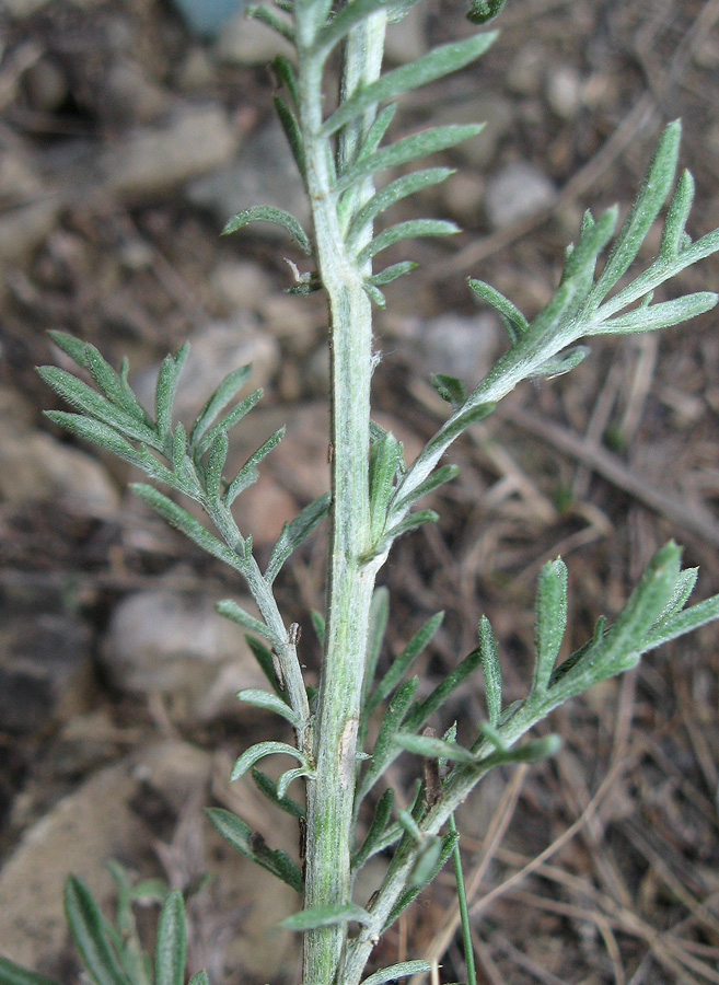 Изображение особи Centaurea sterilis.