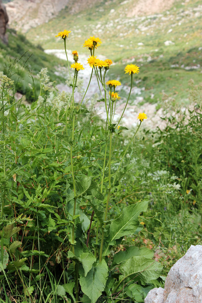 Image of Crepis sibirica specimen.