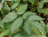 Filipendula ulmaria