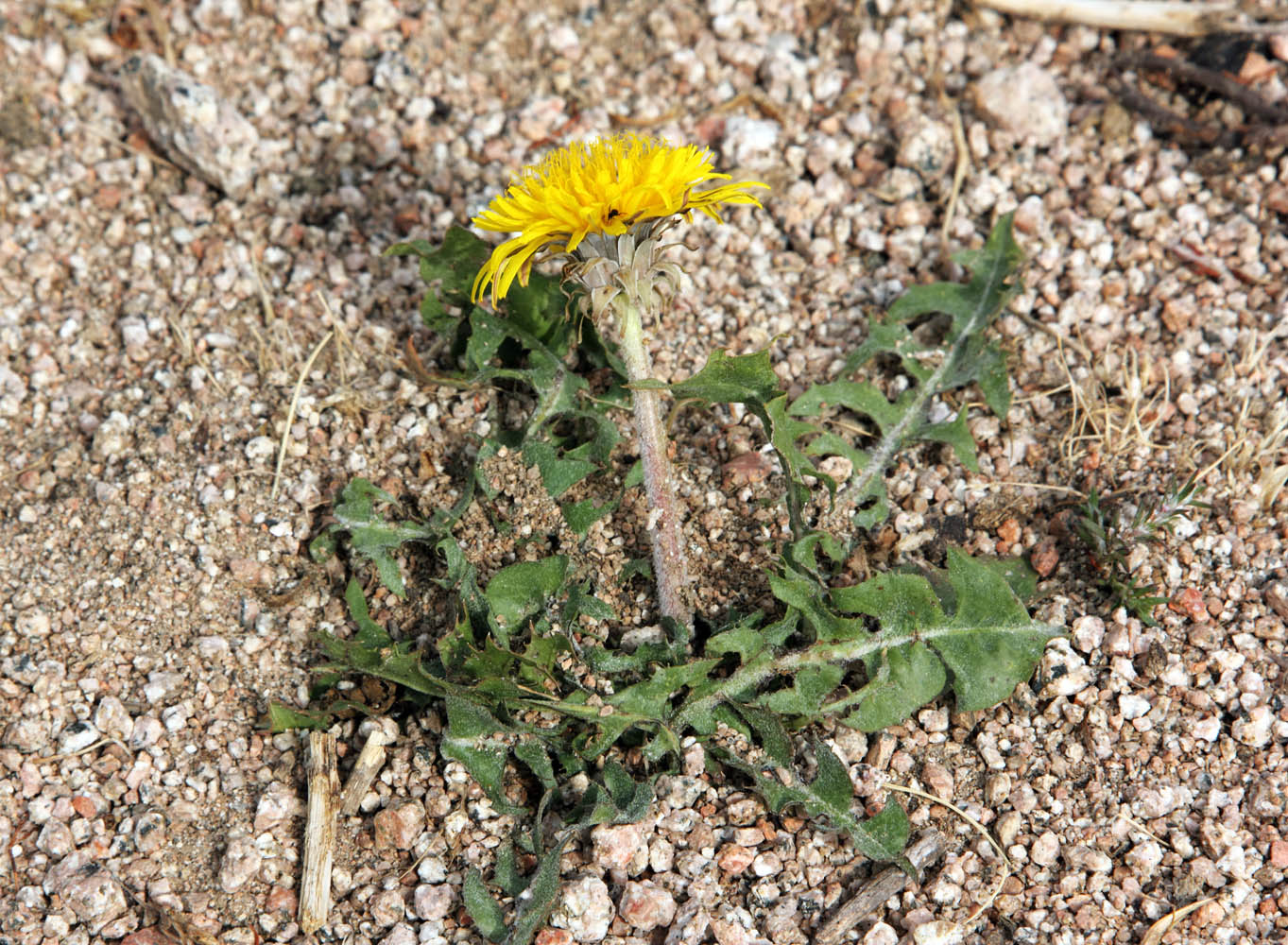 Изображение особи Taraxacum turcomanicum.