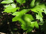 genus Crataegus. Листья. Краснодарский край, м.о. город-курорт Анапа, окр. пос. М. Утриш, прибрежная гора, скальнодубово-грабово-буковый лес с примесью можжевельника. 28.07.2013.