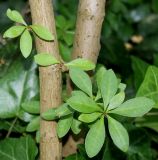 Berberis &times; mentorensis