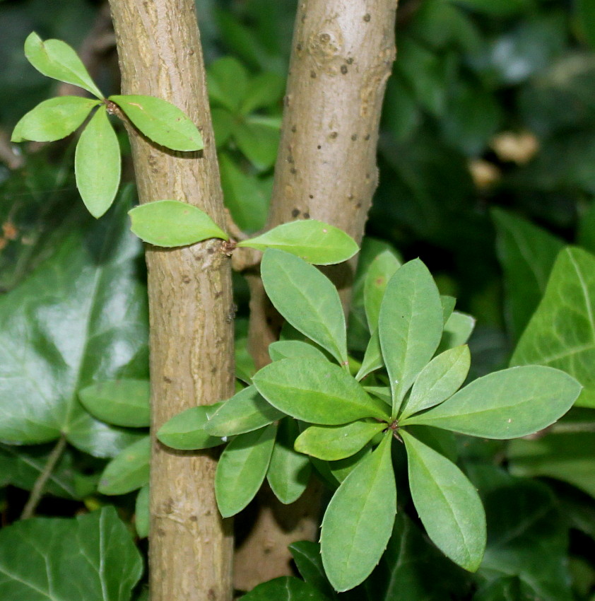 Image of Berberis &times; mentorensis specimen.