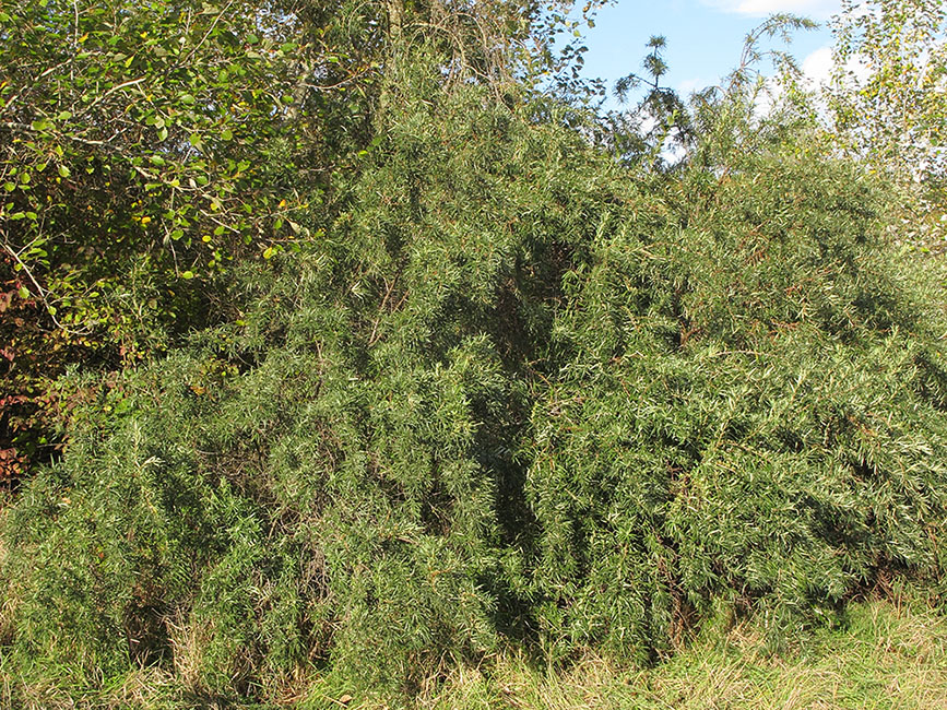 Image of Hippophae rhamnoides specimen.