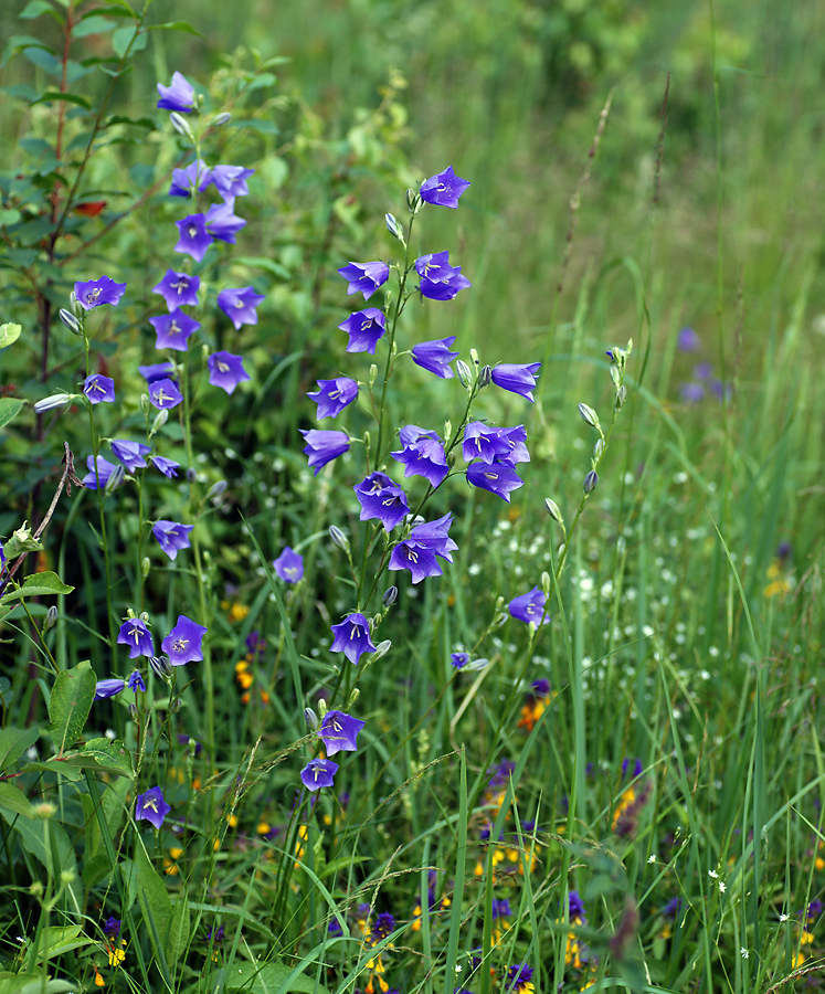 Изображение особи Campanula persicifolia.