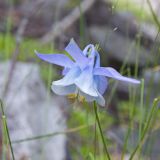 Aquilegia vitalii