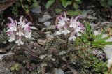 Pedicularis cheilanthifolia