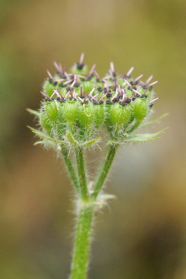 Image of familia Apiaceae specimen.