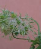 Thalictrum minus