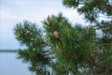 Pinus friesiana