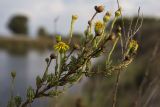 Limbarda crithmoides. Верхушка цветущего и плодоносящего растения. Греция, Ионическое море, о. Лефкас, г. Λευκάδα (Лефкас), берег лимана. 20.09.2013.