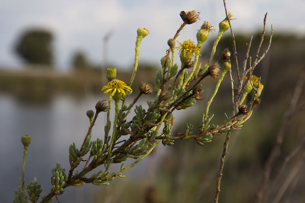 Изображение особи Limbarda crithmoides.