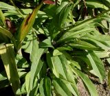 Stokesia laevis