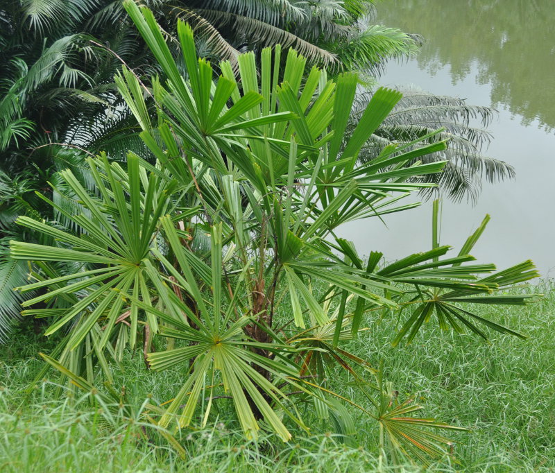 Изображение особи Licuala spinosa.