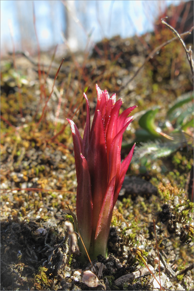 Image of Chamaenerion angustifolium specimen.
