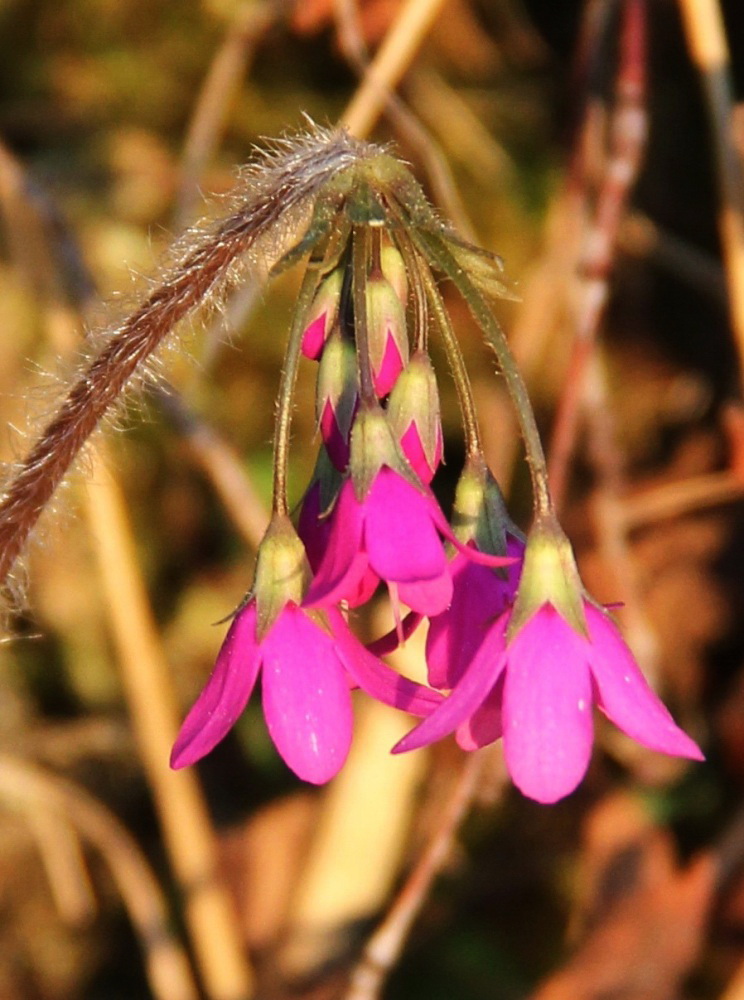 Image of Cortusa matthioli specimen.