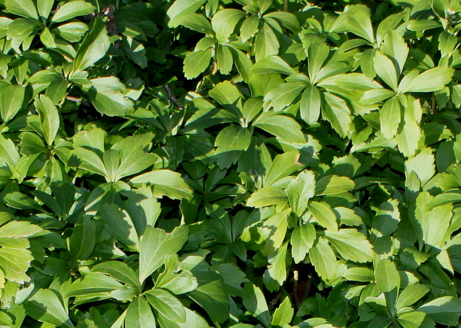 Изображение особи Pachysandra terminalis.