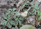 Anemone blanda. Растение с бутонами. Германия, г. Дюссельдорф, Ботанический сад университета. 02.03.2014.