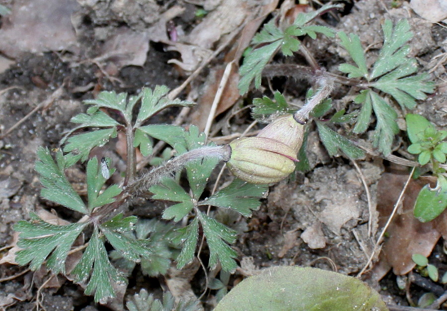 Image of Anemone blanda specimen.