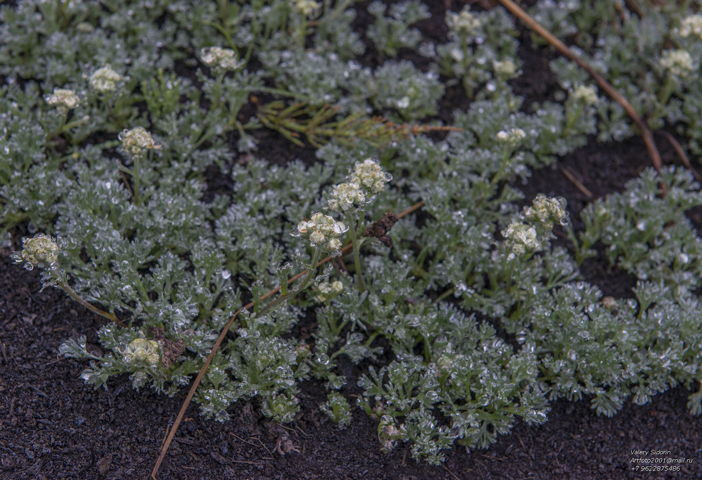 Изображение особи Artemisia glomerata.