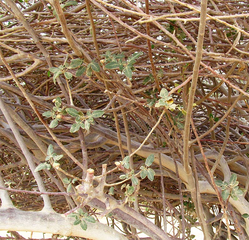 Изображение особи семейство Burseraceae.