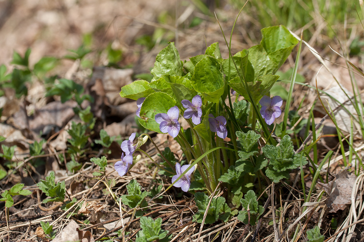 Изображение особи Viola mirabilis.