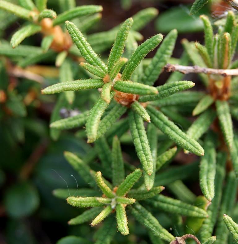 Изображение особи Ledum decumbens.