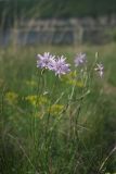 View full-size image Scorzonera purpurea
