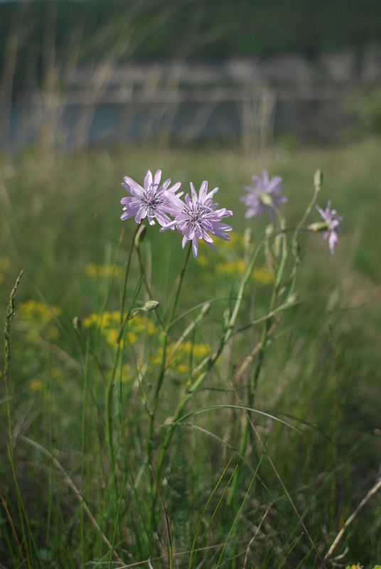 Image of Scorzonera purpurea specimen.