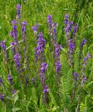Polygala comosa