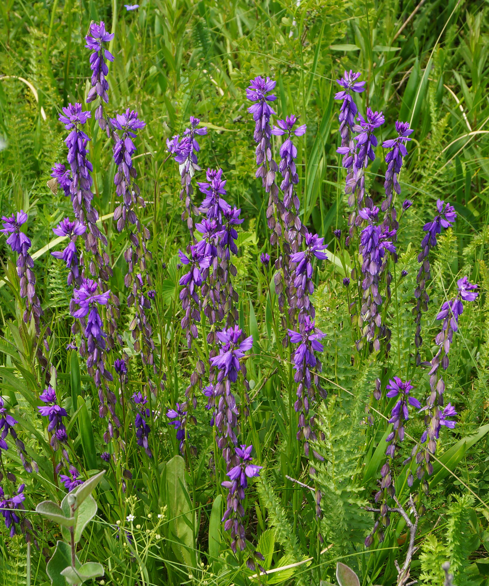 Image of Polygala comosa specimen.