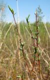 Salix rosmarinifolia