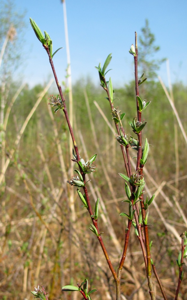 Image of Salix rosmarinifolia specimen.