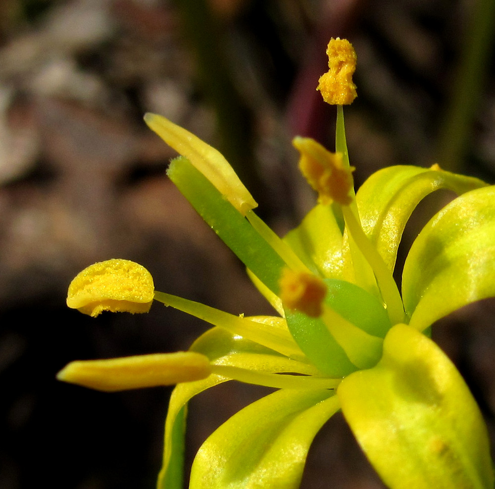Image of Gagea lutea specimen.