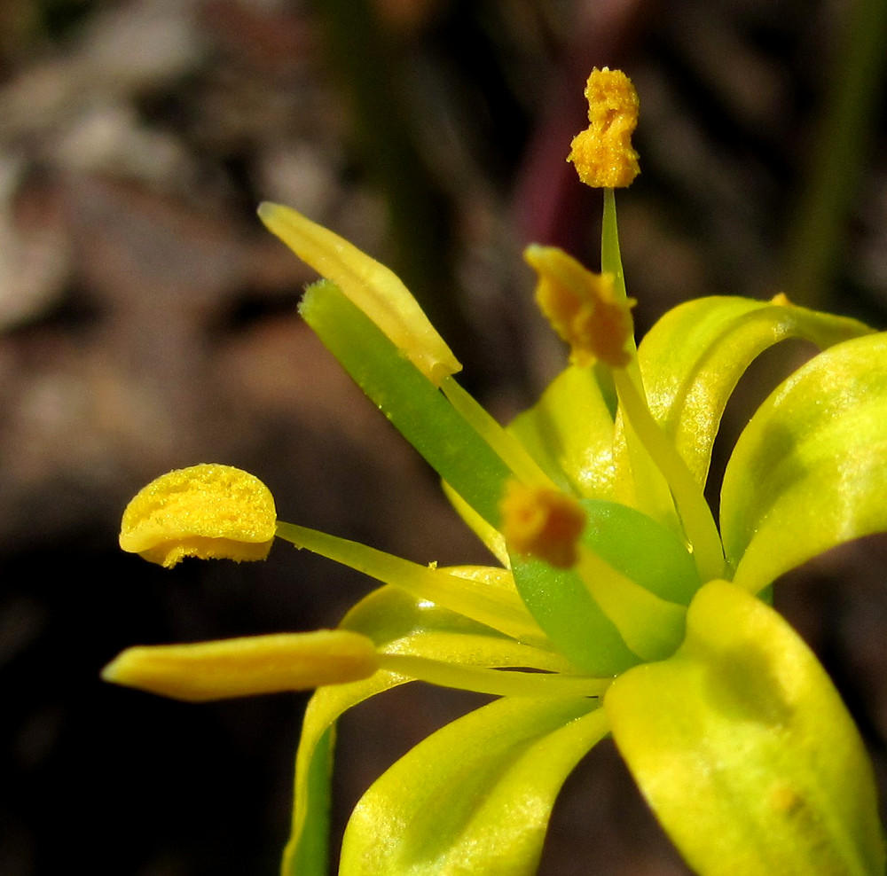 Изображение особи Gagea lutea.