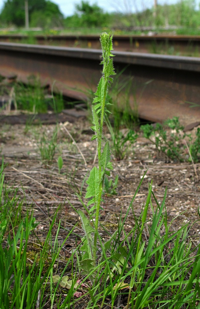 Image of Sisymbrium loeselii specimen.