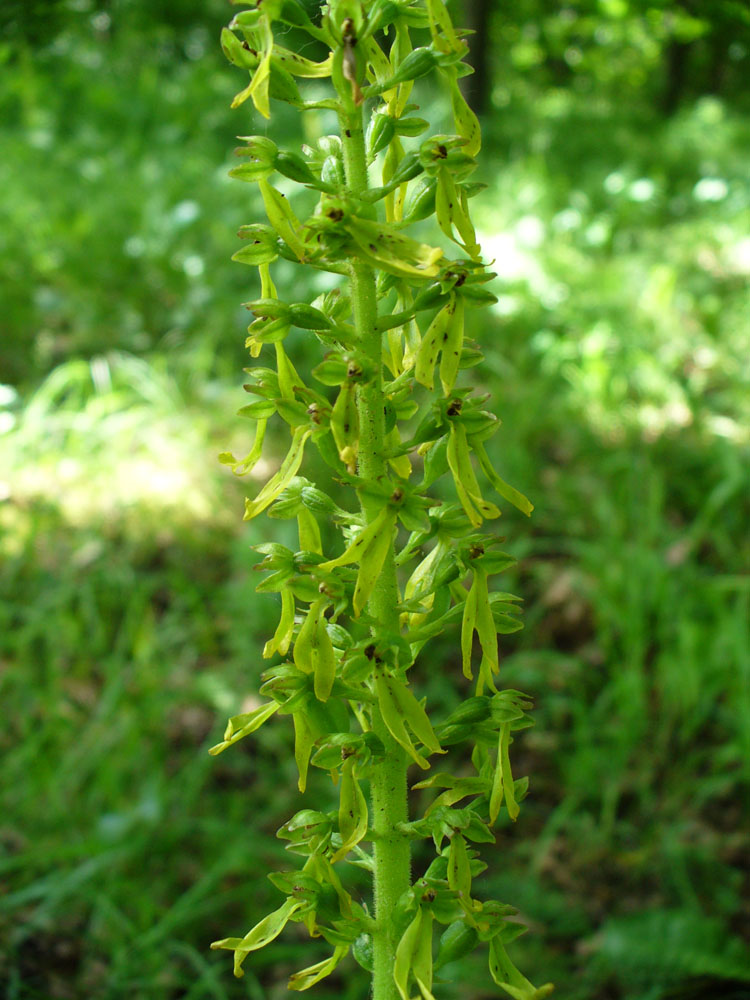 Изображение особи Listera ovata.