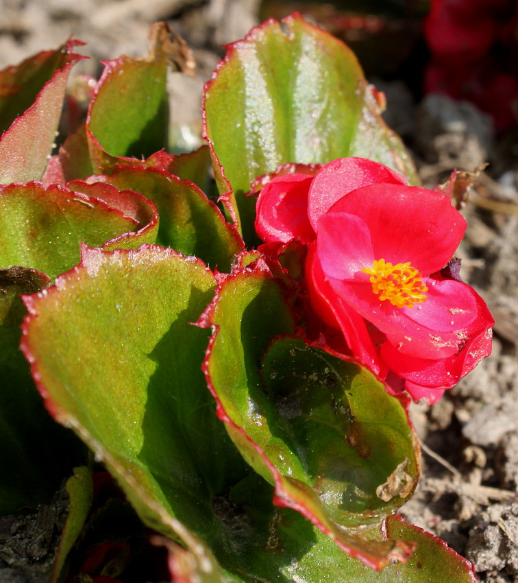 Изображение особи Begonia cucullata var. hookeri.