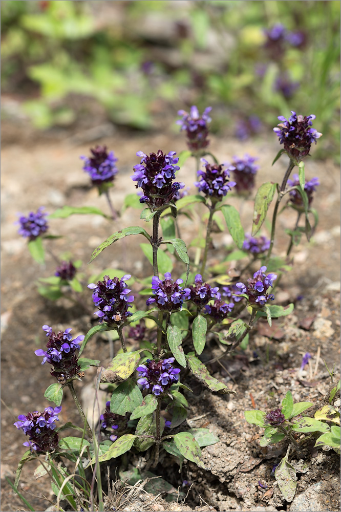 Изображение особи Prunella vulgaris.