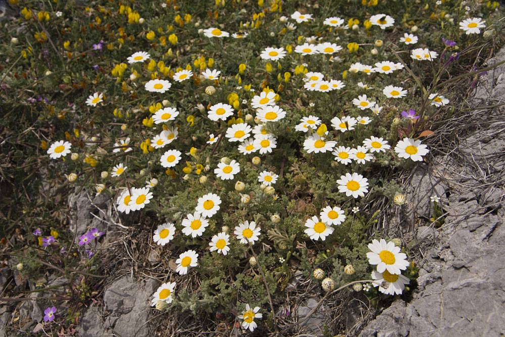 Изображение особи Anthemis tomentosa.