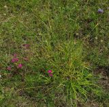 Carex pallescens
