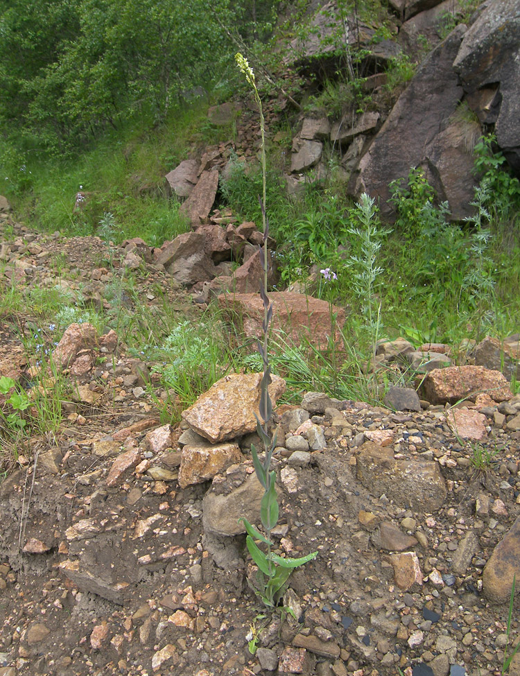 Image of Turritis glabra specimen.