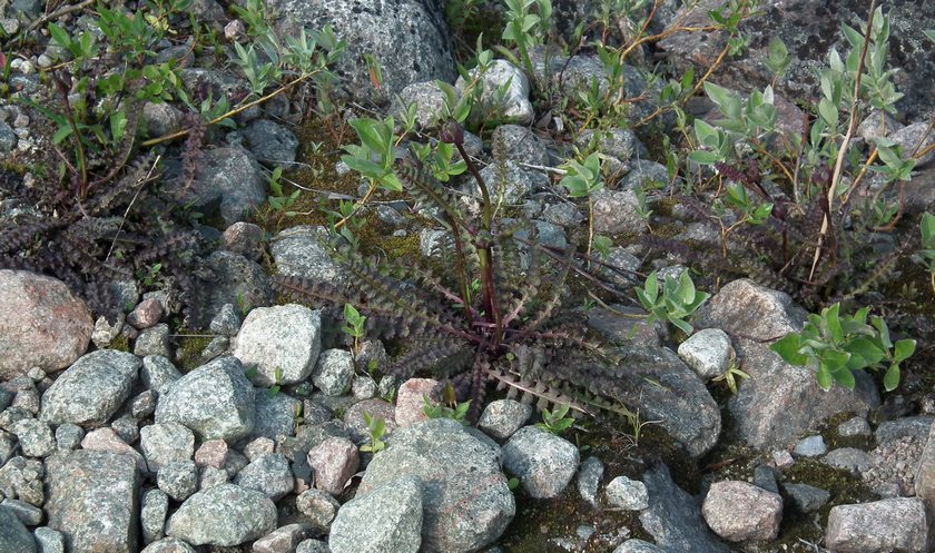 Image of Pedicularis sceptrum-carolinum specimen.